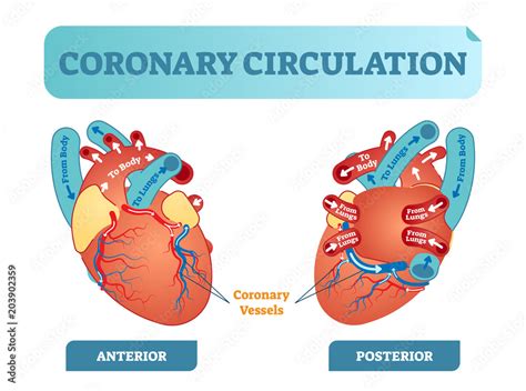 Coronary Circulation In Flow Chart