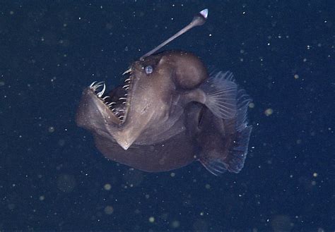 Corrupted Anglerfish: