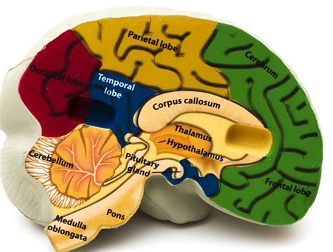 Corticobasal Degeneration PDF