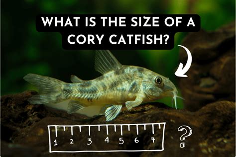 Cory Catfish: Delving into Size Variations and Optimal Tank Conditions