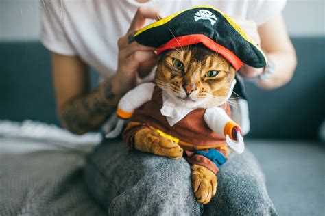 Cosplay Your Cat: A Guide to Dressing Up Your Feline Friend