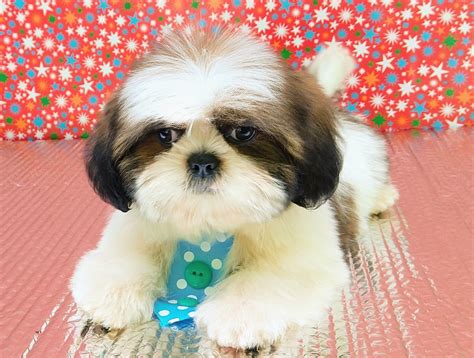 Cost of Shih Tzu Puppies