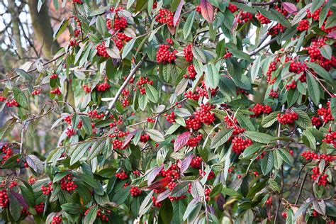 Cotoneaster Tree Fertilizer: A Guide to Feeding Your Cotoneaster for Optimal Health and Growth