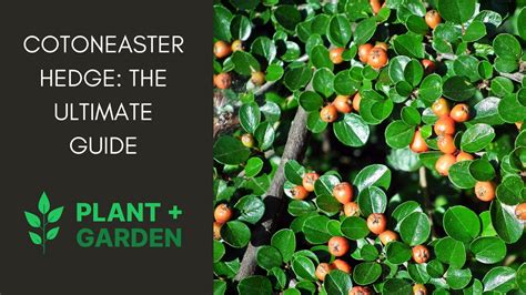 Cotoneaster Tree Fertilizer: The Ultimate Guide to Feeding Your Cotoneaster