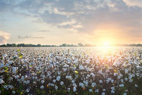 Cotton Field of Dreams Kindle Editon