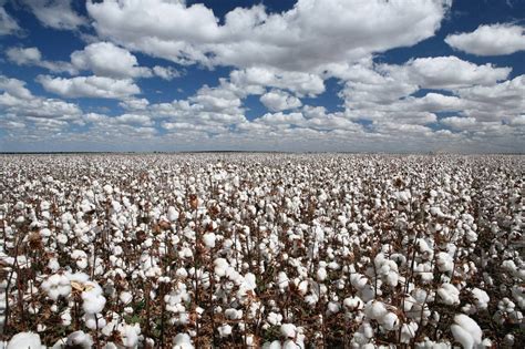 Cotton Field of Dreams Kindle Editon