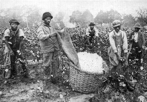 Cotton History PDF