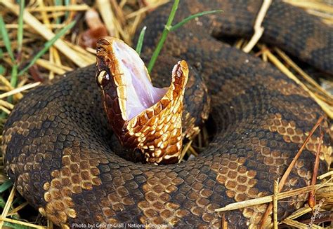 Cottonmouth Facts and Figures