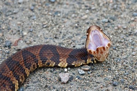 Cottonmouth Snakes in Ohio