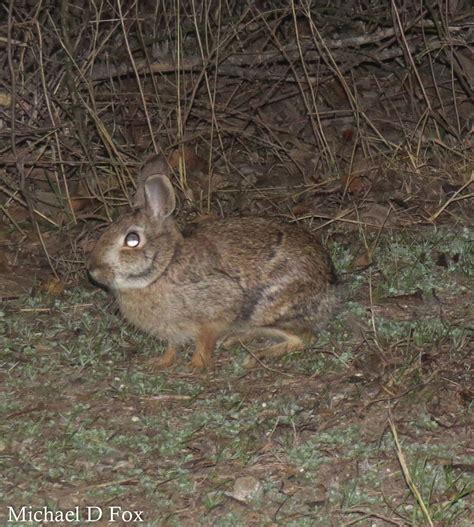 Cottontail VA Face: A Comprehensive Guide to a Rare & Respected Haplotype