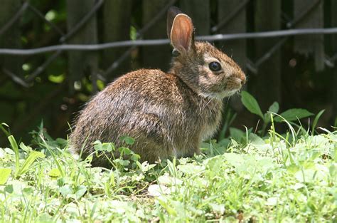 Cottontail VA IRL: Unmasking the Voice Behind the Bunny Ears