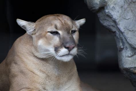 Cougar Videos: A Thrilling and Educational Experience