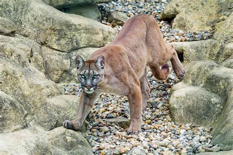 Cougars Near Me: A Comprehensive Guide to Encounters