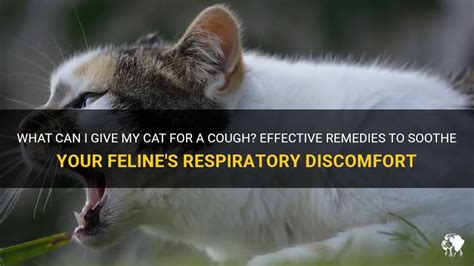 Coughing Cat: Home Remedies That Will Soothe Your Feline Friend