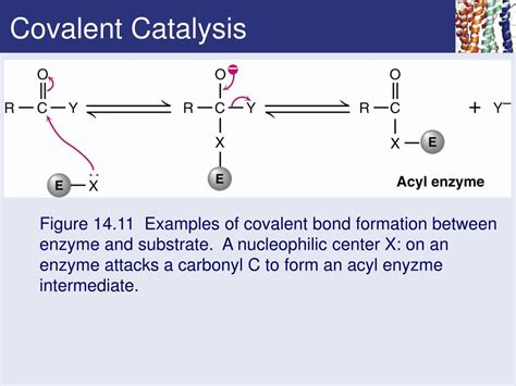 Covalent Catalysis by Enzymes Doc