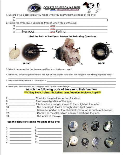 Cow Eye Dissection Lab Answer Key Epub