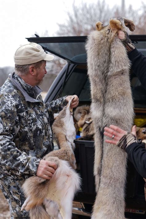 Coyote Pelts: A Comprehensive Guide to Trapping, Handling, and Marketing