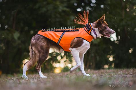 Coyote Vests: Protecting Your Dog From the Wild