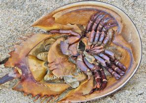 Crab at Bay: Unraveling the Plight of Marine Ecosystems