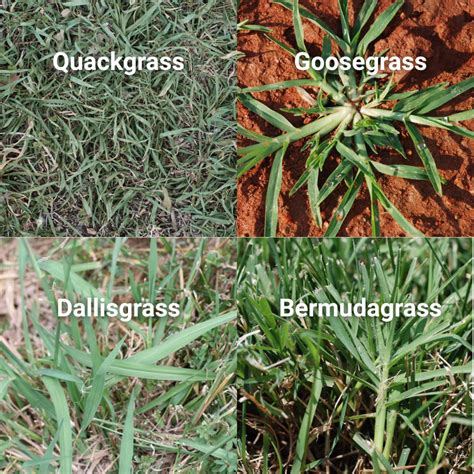 Crabgrass: The Ultimate Guide to Eradication through Fertilization