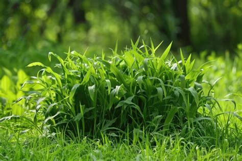 Crabgrass and Fertilizer: A Comprehensive Guide to Maintaining a Beautiful Lawn