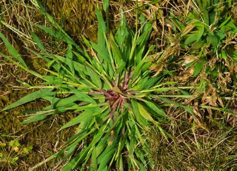 Crabgrass species: