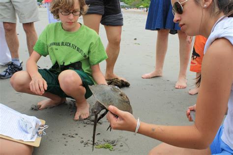 Crabs: The Star Attraction