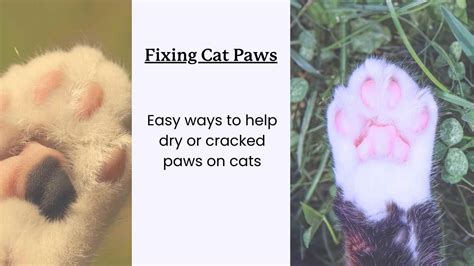 Cracked Cat Paws: A Guide to Causes, Treatment, and Prevention