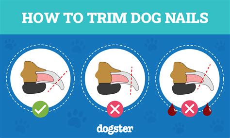 Cracked Nail on Dog: A Comprehensive Guide