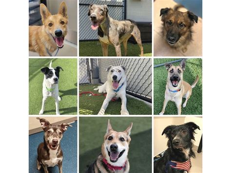 Craigslist Pets San Diego: 10,000+ Adoptions Made Possible