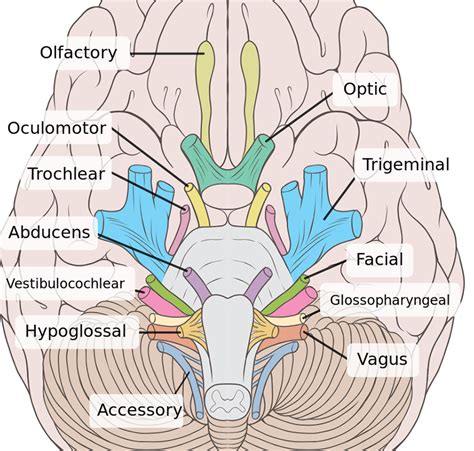 Cranial Nerves Coloring Answers Epub