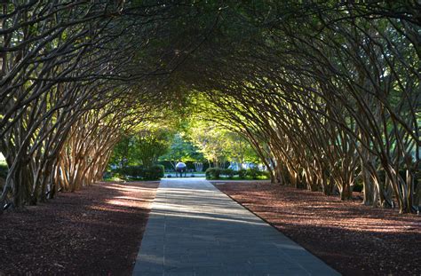 Crape Myrtle Allee: