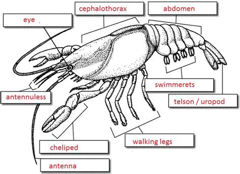 Crayfish Dissection Worksheet Answer Key Kindle Editon