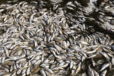 CrazyFishGoesCrazy: Unraveling the Mysterious Case of Fish Mass Die-Offs