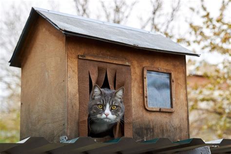 Creating a Cozy Castle: DIY Box Houses for Your Feline Friend