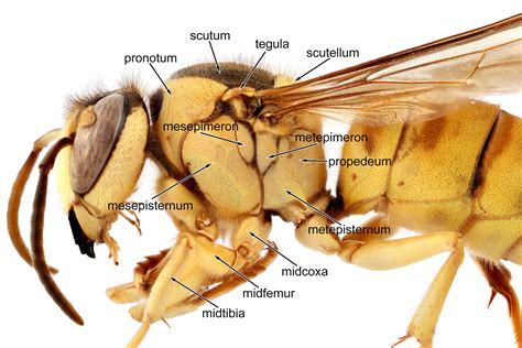 Creating the Hornet's Body