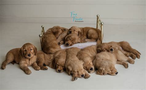 Creed Goldens: A Comprehensive Guide to the Beloved Golden Retrievers