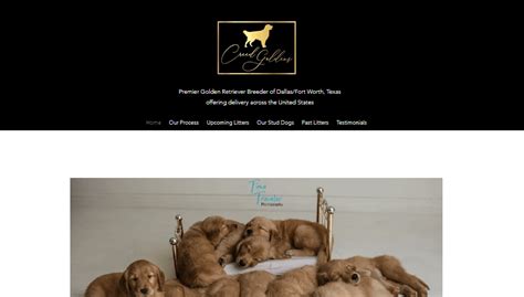 Creed Goldens: The Ultimate Guide to the Beloved Family Companion