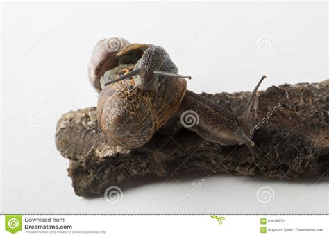 Creeping Land Snails Reader