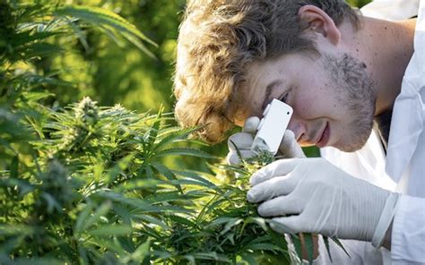 Creso Pharma: Exploring the Potential of Cannabis for Medicinal and Therapeutic Applications