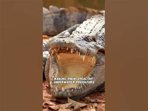 Crocodile Op: Unraveling the Mysteries of Stealthy Aquatic Predators