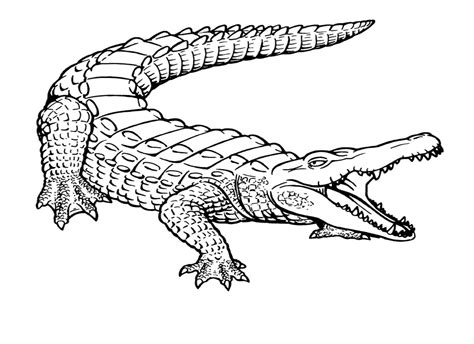 Crocodile Printable Coloring Pages