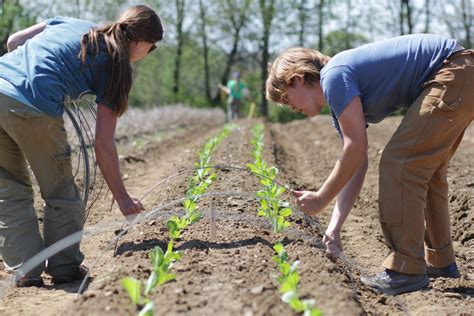 Crop planting: