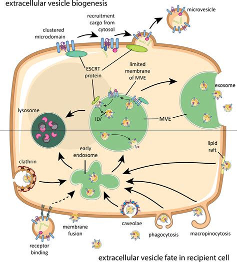 Crossroads Between Bacterial Protein Toxins and Host Cell Defences Epub