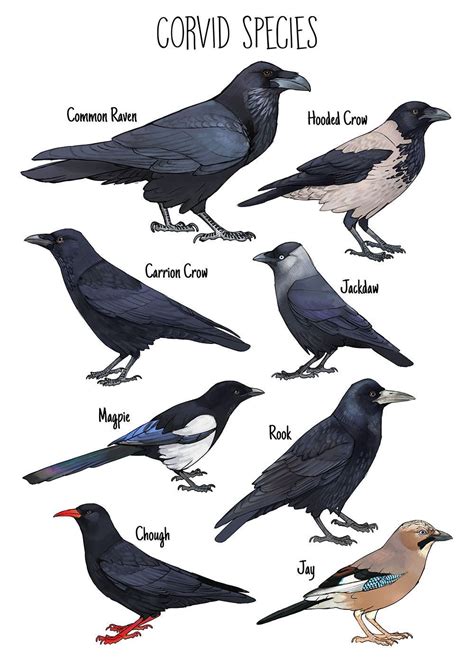 Crow Bird Drawing: A Comprehensive Guide to Capturing the Essence of the Corvidae Family