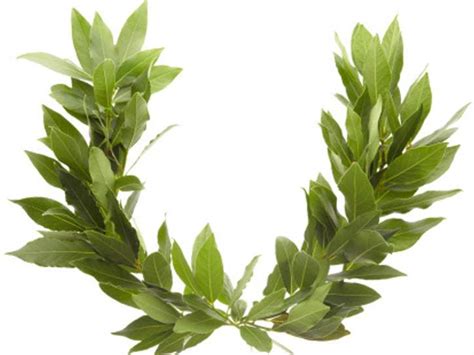 Crown of Laurel Hair: Symbolism, History, and Cultural Significance