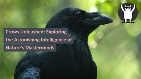 Crows: The Underrated Masterminds