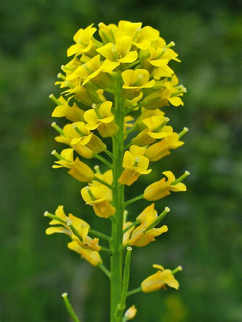 Cruciferae-Brassiceae; Subribes III-VII Cakilinae; Zillinae; Vellinae; Savignyinae et Mori-Candiina Doc