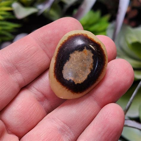 Crystal Septarian: The Mystical Stone of Transformation and Grounding