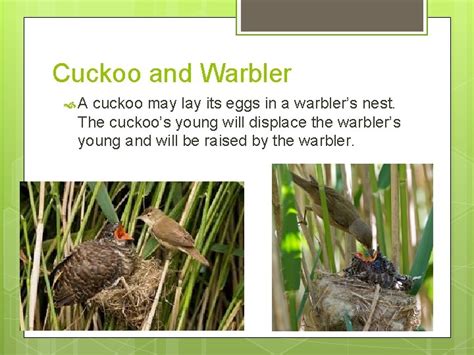 Cuckoo Warbler Symbiotic Relationship: An Intriguing Association